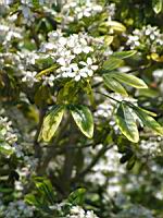 Choisya Ternata (fam. Rutacees) (Amerique du Nord, Mexique) (2) (Photo F. Mrugala)